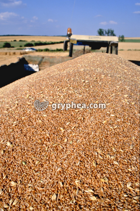 Remorque remplie de blé - gryphea.com